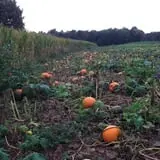 At The Barnyard Corn Maze & Pumpkin Patch photo