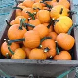 At The Barnyard Corn Maze & Pumpkin Patch photo