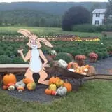 At The Barnyard Corn Maze & Pumpkin Patch photo