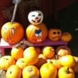 At The Barnyard Corn Maze & Pumpkin Patch photo