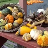 At The Barnyard Corn Maze & Pumpkin Patch photo