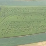 At The Barnyard Corn Maze & Pumpkin Patch photo