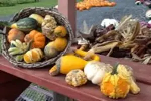 At The Barnyard Corn Maze & Pumpkin Patch
