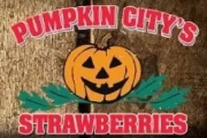 Pumpkin City's Pumpkin Farm