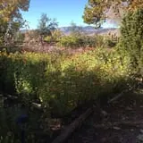 YA YA Farm & Orchard photo