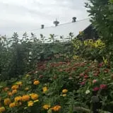YA YA Farm & Orchard photo