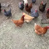 YA YA Farm & Orchard photo