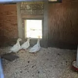 YA YA Farm & Orchard photo