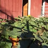 YA YA Farm & Orchard photo