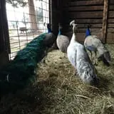 YA YA Farm & Orchard photo