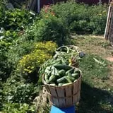YA YA Farm & Orchard photo