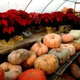 Pendleton's Country Market photo