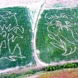 Farmer Jim's Pumpkin Patch & Corn Maze photo