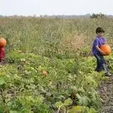 Farmer Jim's Pumpkin Patch & Corn Maze photo