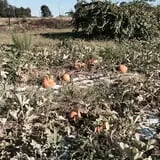 PaPa Simpson's Farm photo