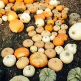 PaPa Simpson's Farm photo