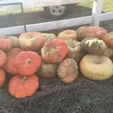 PaPa Simpson's Farm photo