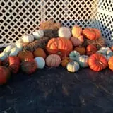 PaPa Simpson's Farm photo