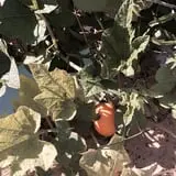 PaPa Simpson's Farm photo