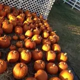 PaPa Simpson's Farm photo