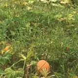 PaPa Simpson's Farm photo