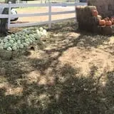 PaPa Simpson's Farm photo