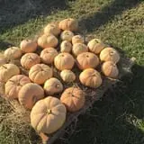 PaPa Simpson's Farm photo