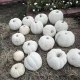 PaPa Simpson's Farm photo