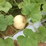 PaPa Simpson's Farm photo
