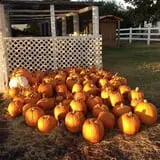 PaPa Simpson's Farm photo