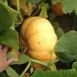 PaPa Simpson's Farm photo