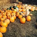 PaPa Simpson's Farm photo