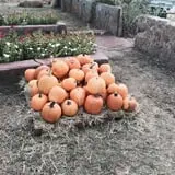 PaPa Simpson's Farm photo