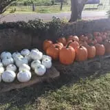 PaPa Simpson's Farm photo
