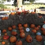 PaPa Simpson's Farm photo