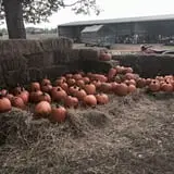 PaPa Simpson's Farm photo