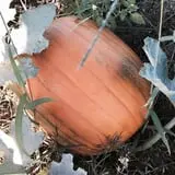 PaPa Simpson's Farm photo