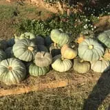 PaPa Simpson's Farm photo