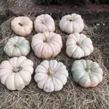 PaPa Simpson's Farm photo
