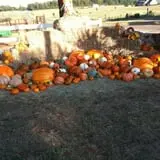 PaPa Simpson's Farm photo