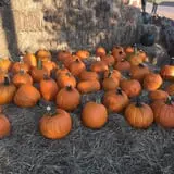 PaPa Simpson's Farm photo