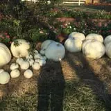 PaPa Simpson's Farm photo