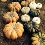 PaPa Simpson's Farm photo