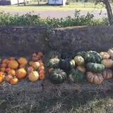PaPa Simpson's Farm photo
