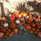 PaPa Simpson's Farm photo