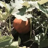 PaPa Simpson's Farm photo