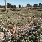 PaPa Simpson's Farm photo