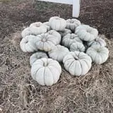 PaPa Simpson's Farm photo