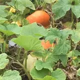 PaPa Simpson's Farm photo