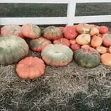 PaPa Simpson's Farm photo